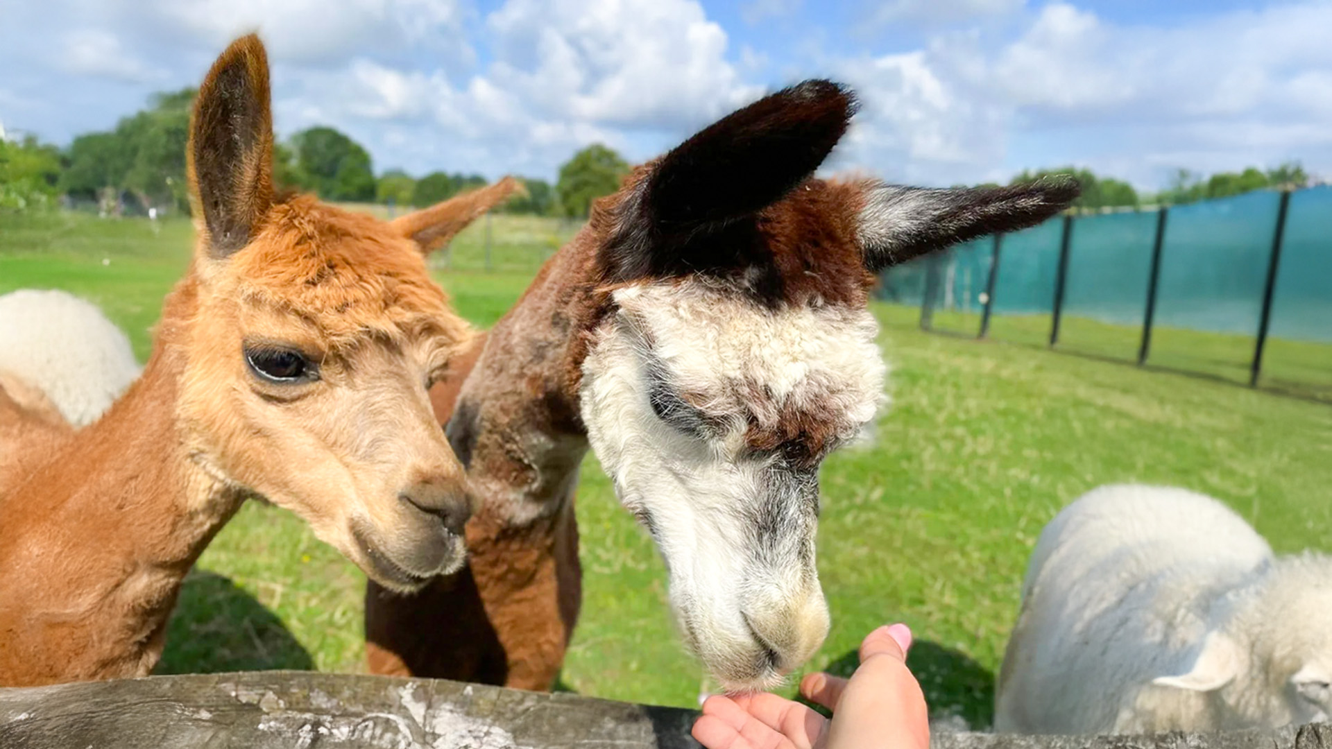 Alpaka Erlebnis Petershagen