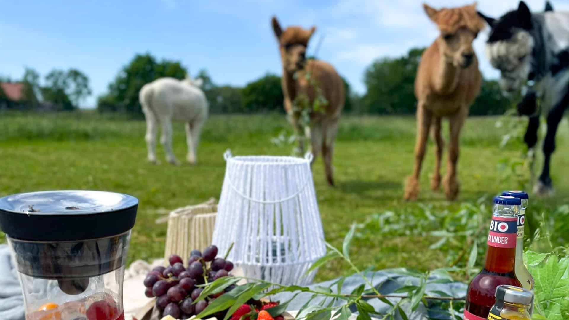 Alpaka Picknick für 2 Petershagen