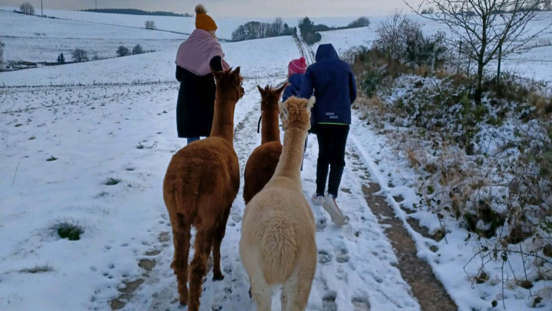 Alpaka-Trekking-Tour für 2 Plütscheid (6 Std.)
