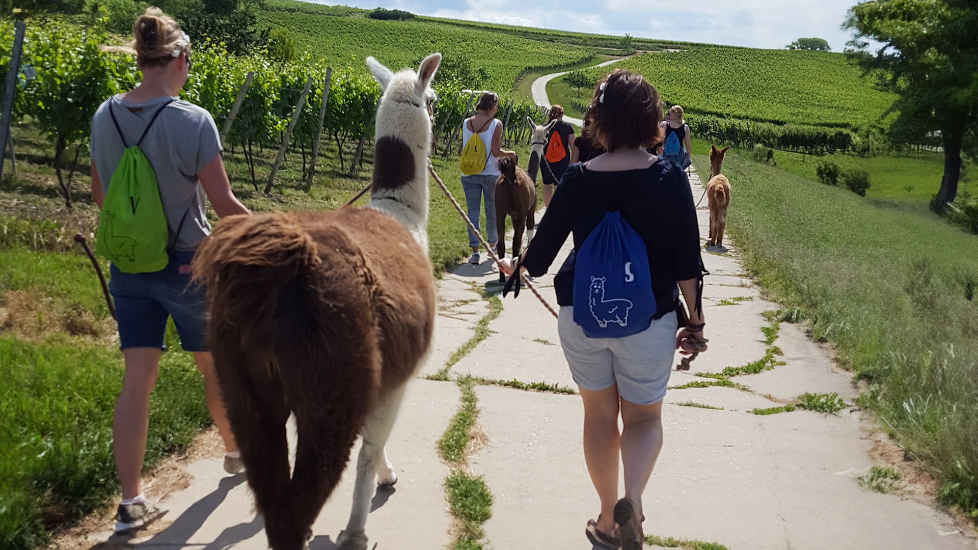 Alpaka-Trekking-Tour für 2 Stadecken-Elsheim