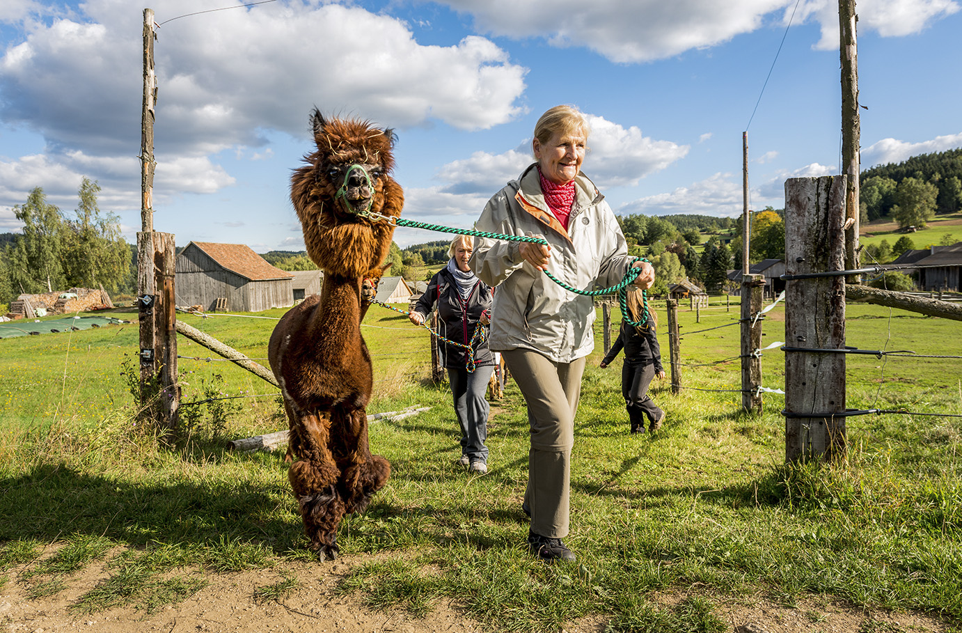 Alpaka Wanderung Bad Großpertholz