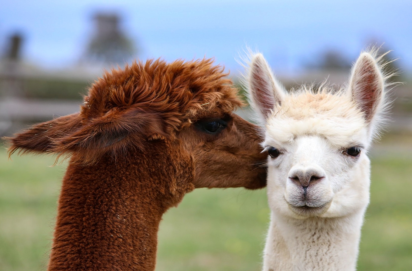 Alpaka Wanderung Halle