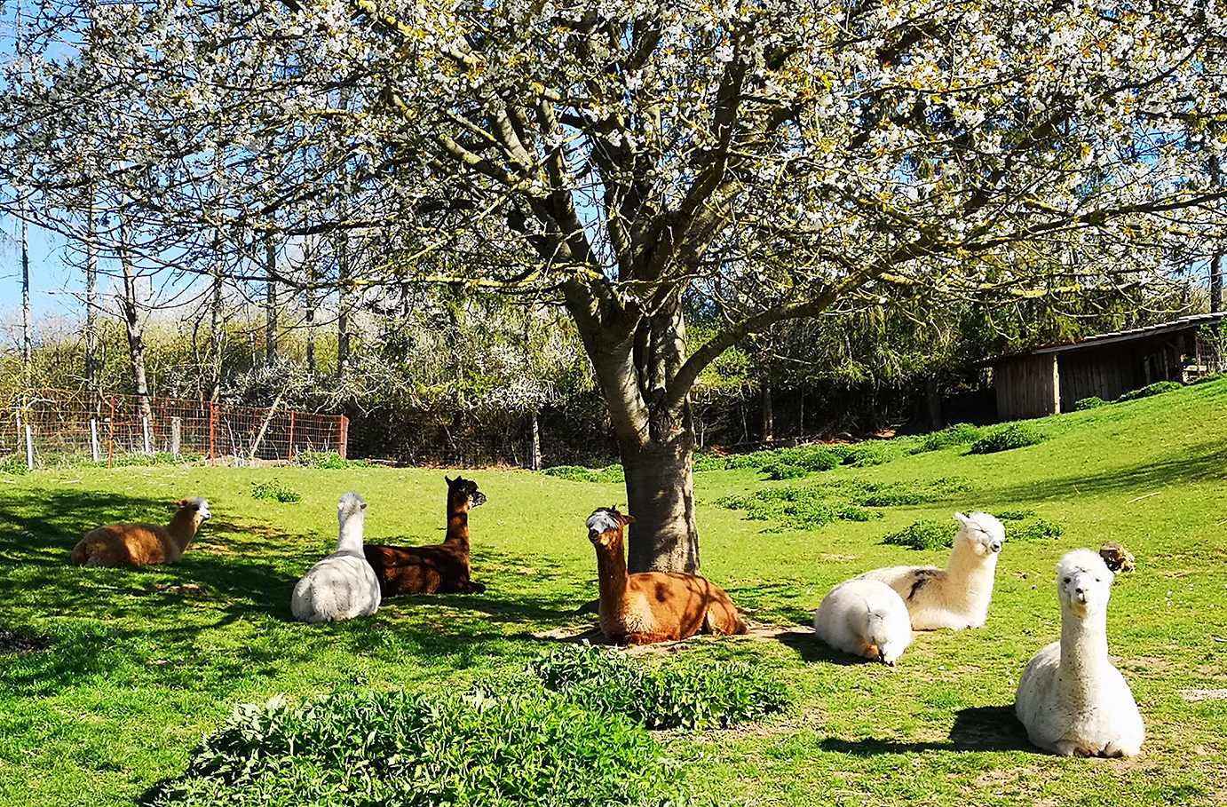 Alpaka Wanderung Harz (2