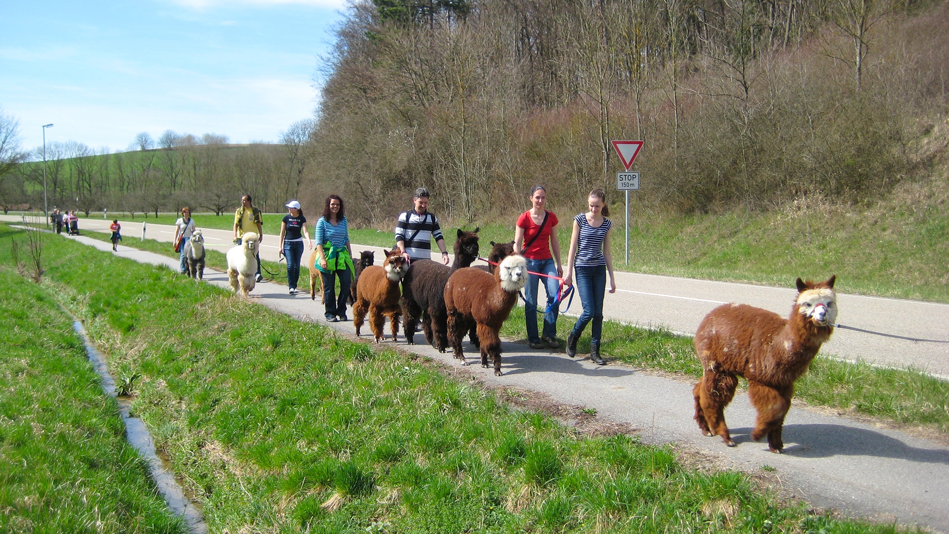 Alpaka Wanderung Kraichtal (3 Std.)
