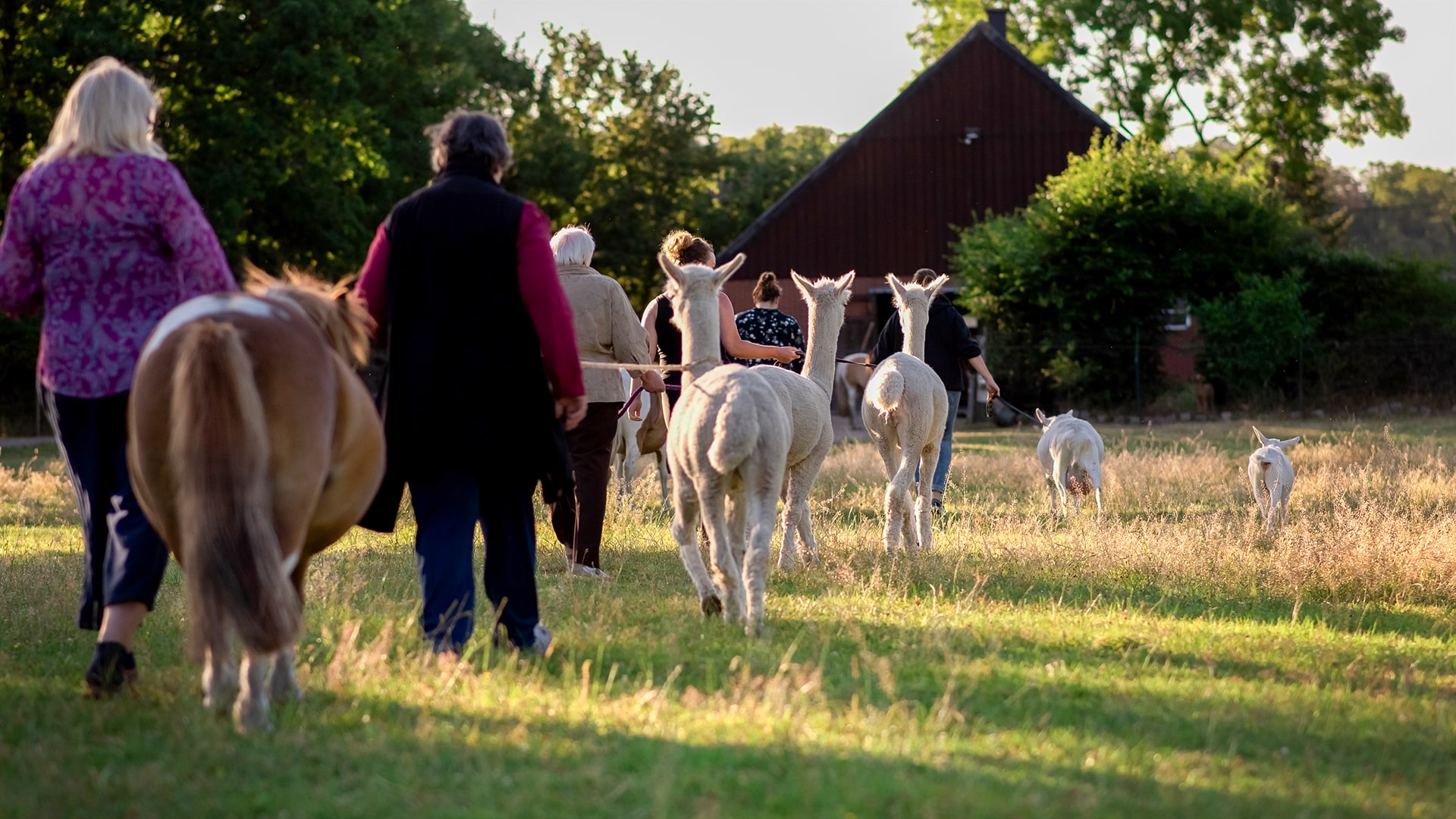 Alpaka Wanderung Münster