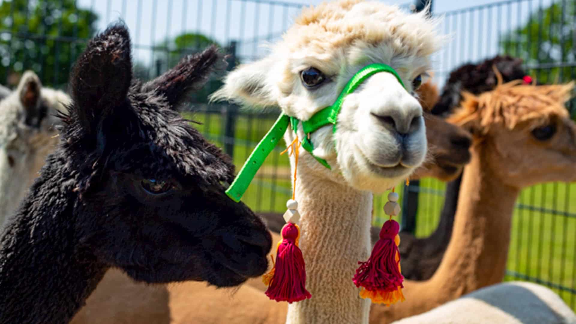 Alpaka Wanderung Petershagen