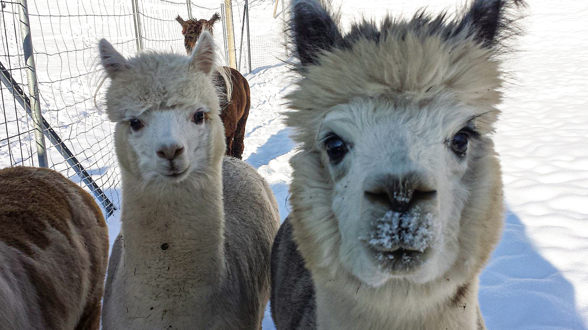 Alpaka Wanderung St. Egidien