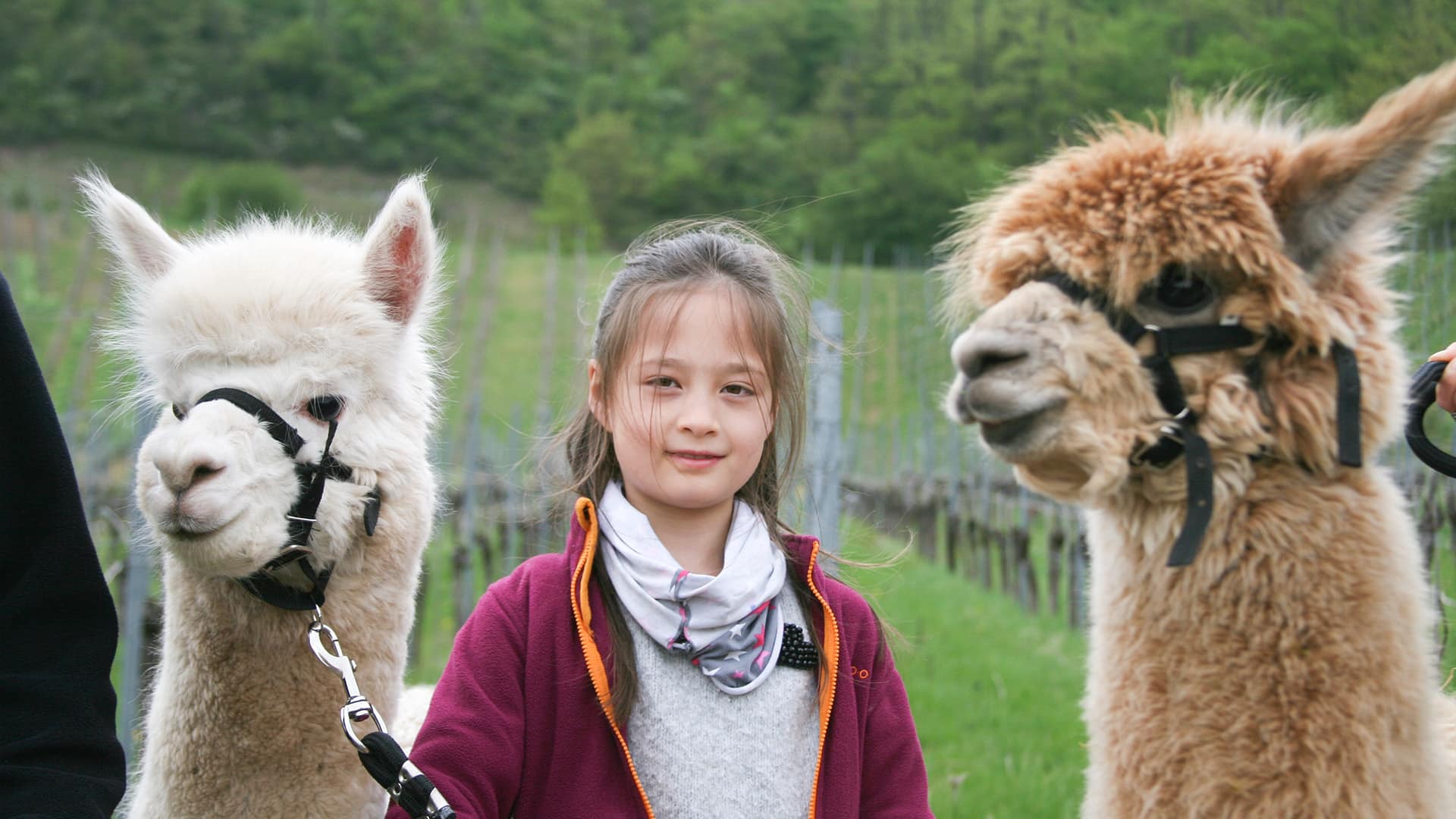 Alpaka Wanderung Vaihingen an der Enz