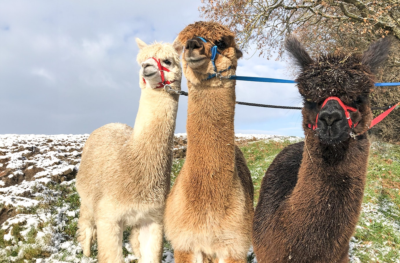 Alpaka Wanderung Waldkirch