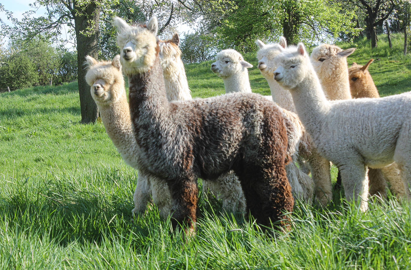 Alpaka Wanderung Wermsdorf