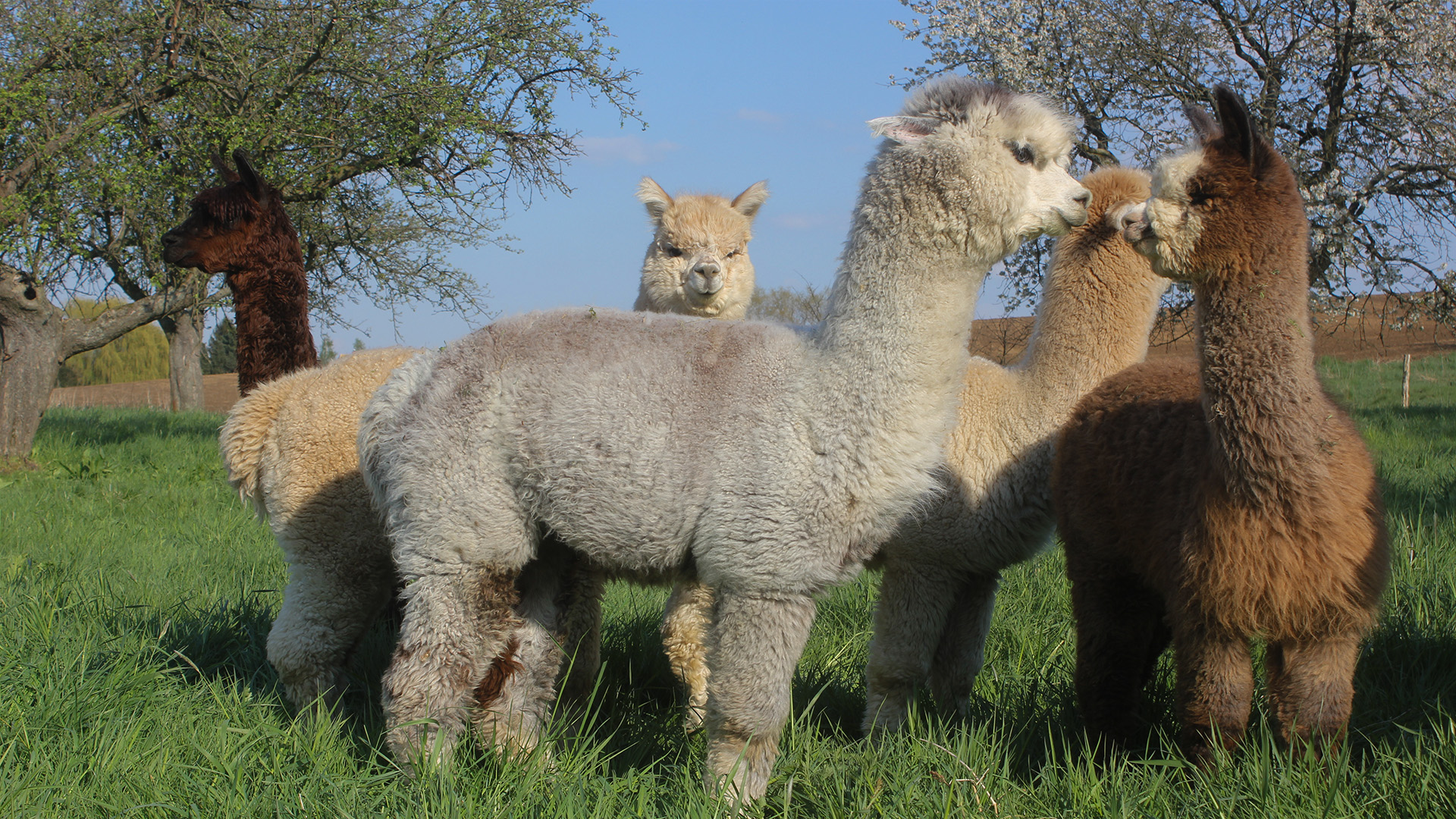 Alpaka Wanderung Wiederoda für 2