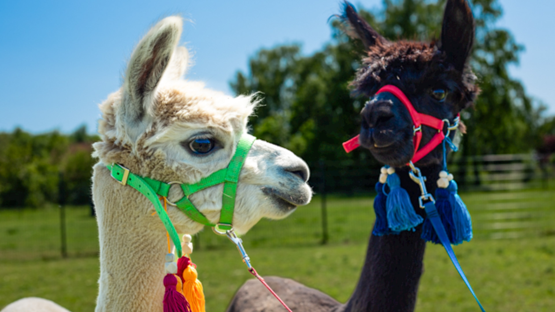 Alpaka Wanderung für 2 Petershagen