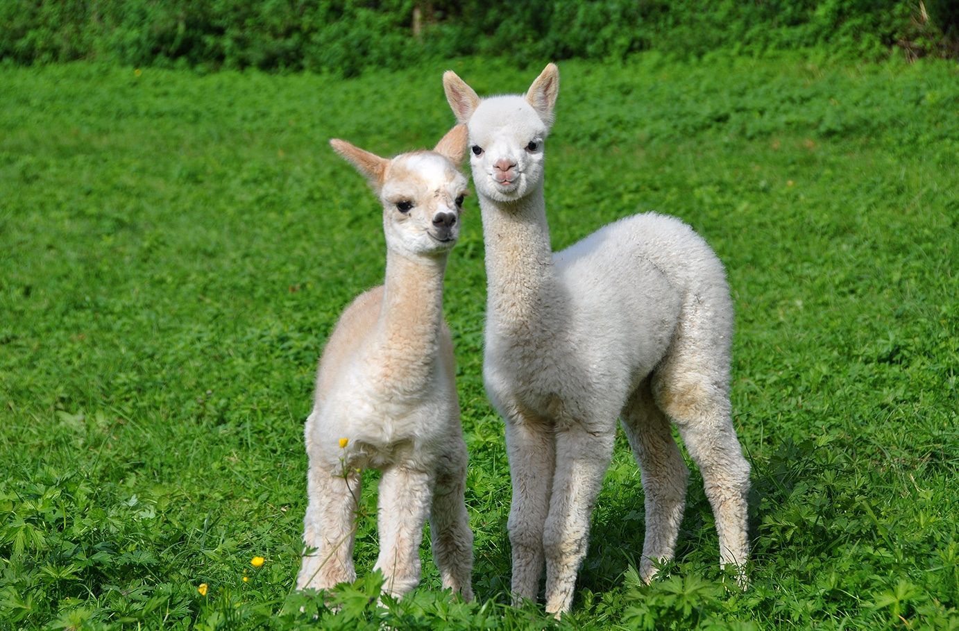 Alpaka Wanderung für 2 Raum Dachau (2