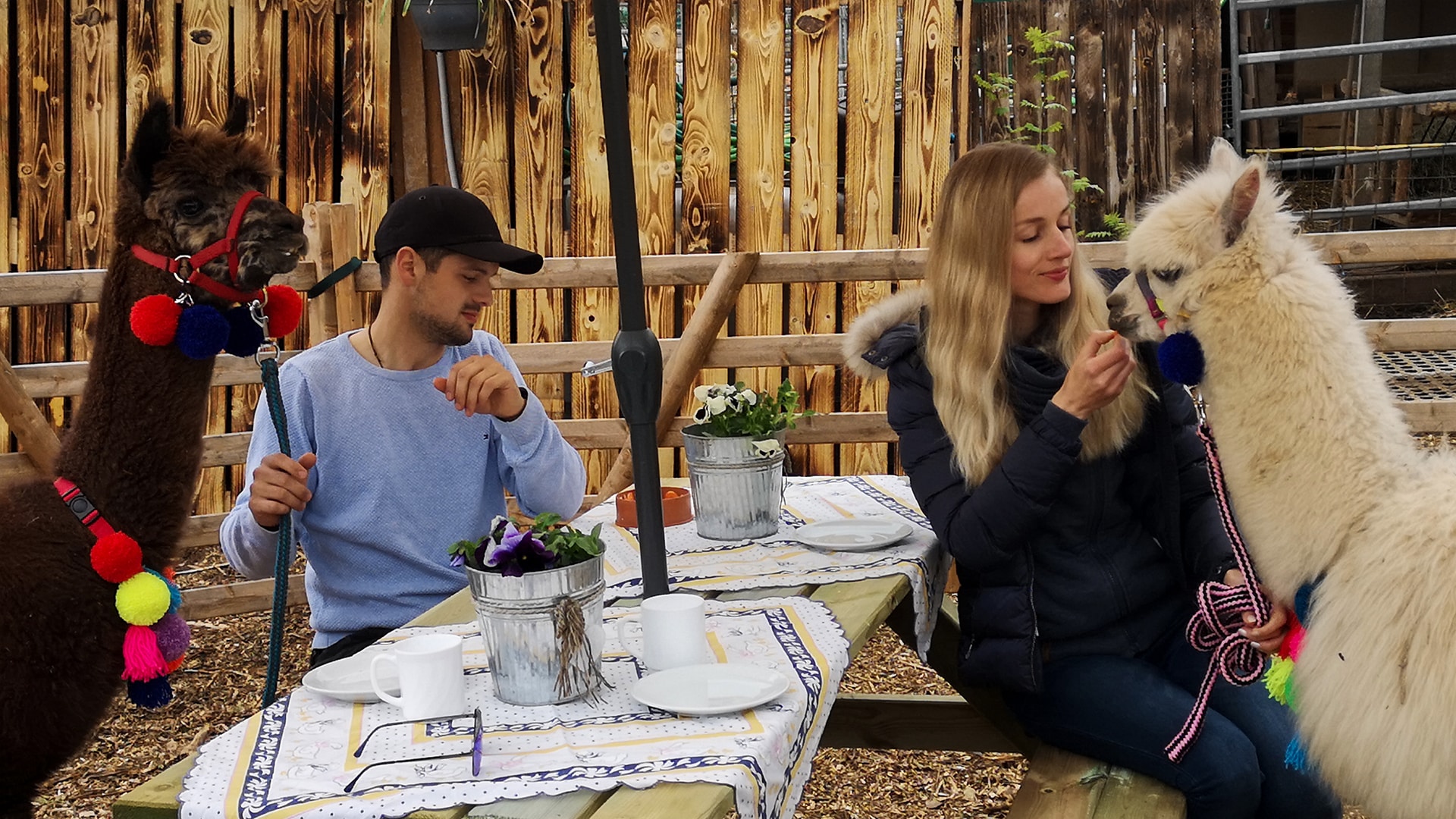 Alpaka Wanderung für 2 Wulften