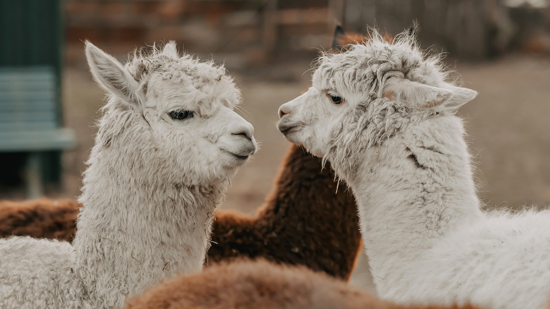 Alpaka Wanderung in der Eifel für 2