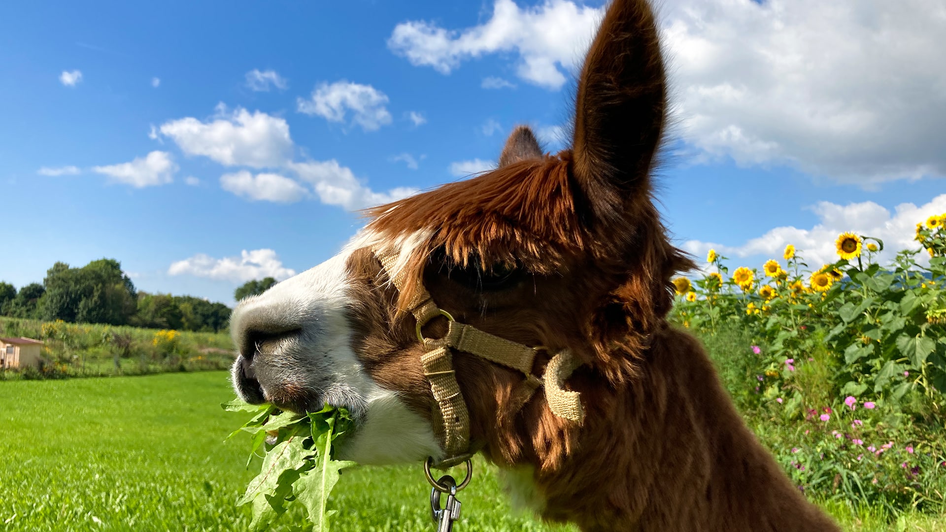Alpakawanderung Furth im Wald