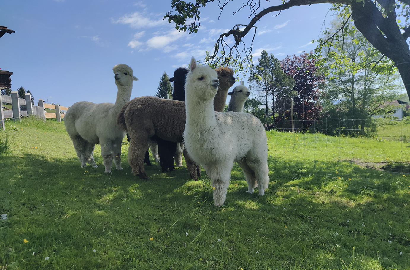 Alpakawanderung & Picknick Allgäu für 2