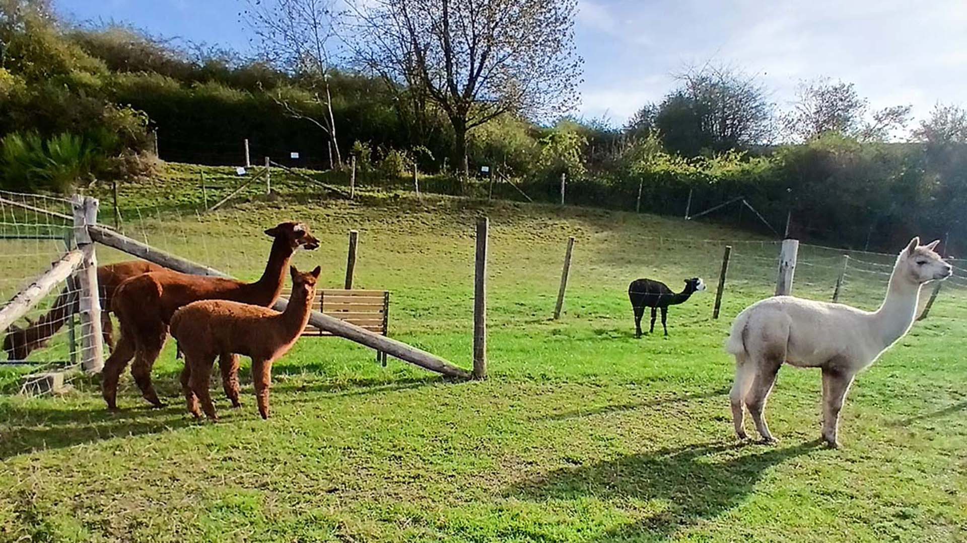 Alpakawanderung Plütscheid (2 Std.)