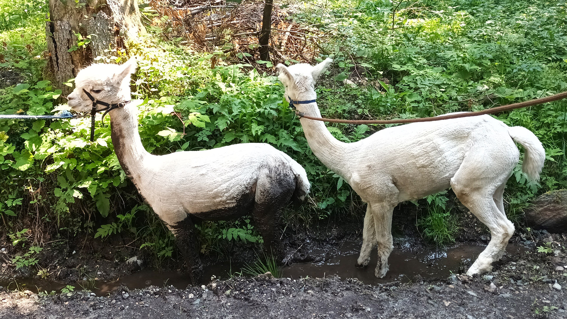 Alpakawanderung Wernberg