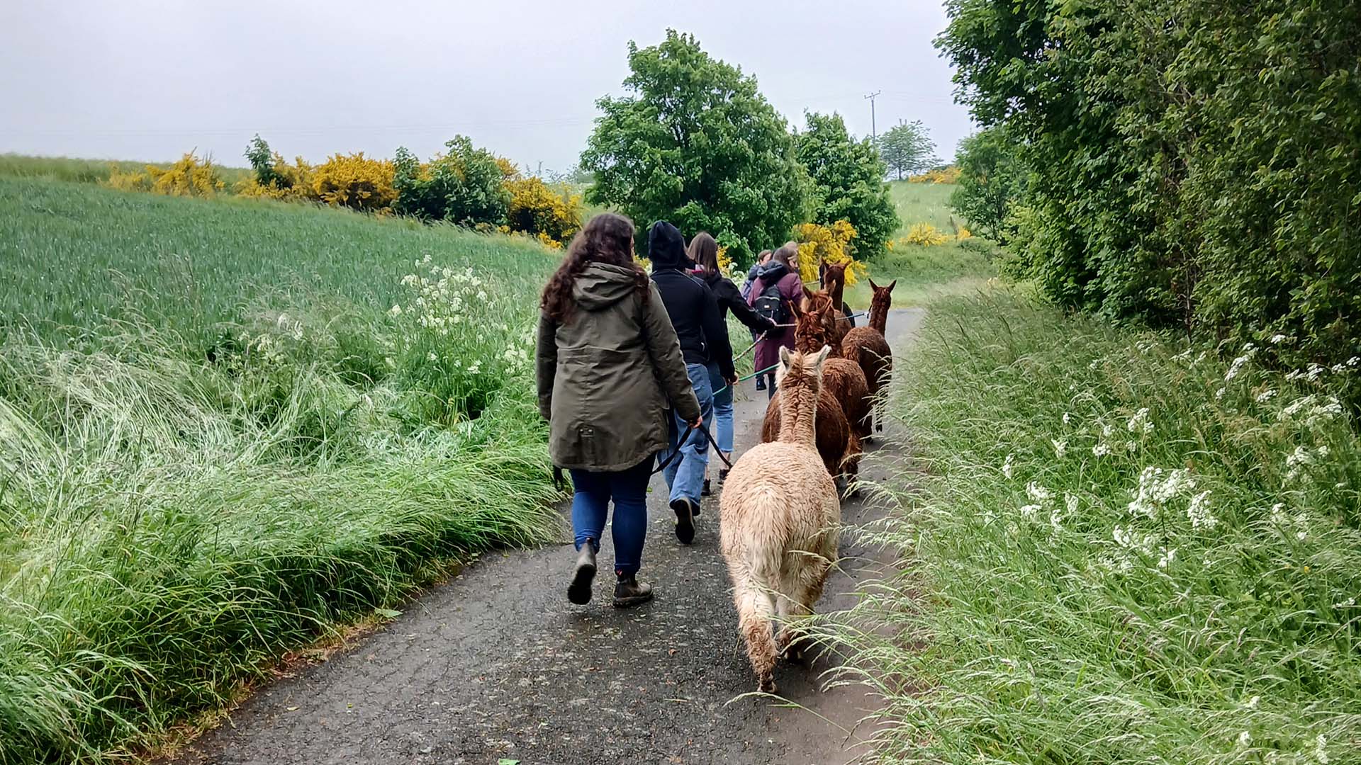 Alpakawanderung für 2 Plütscheid (2 Std.)