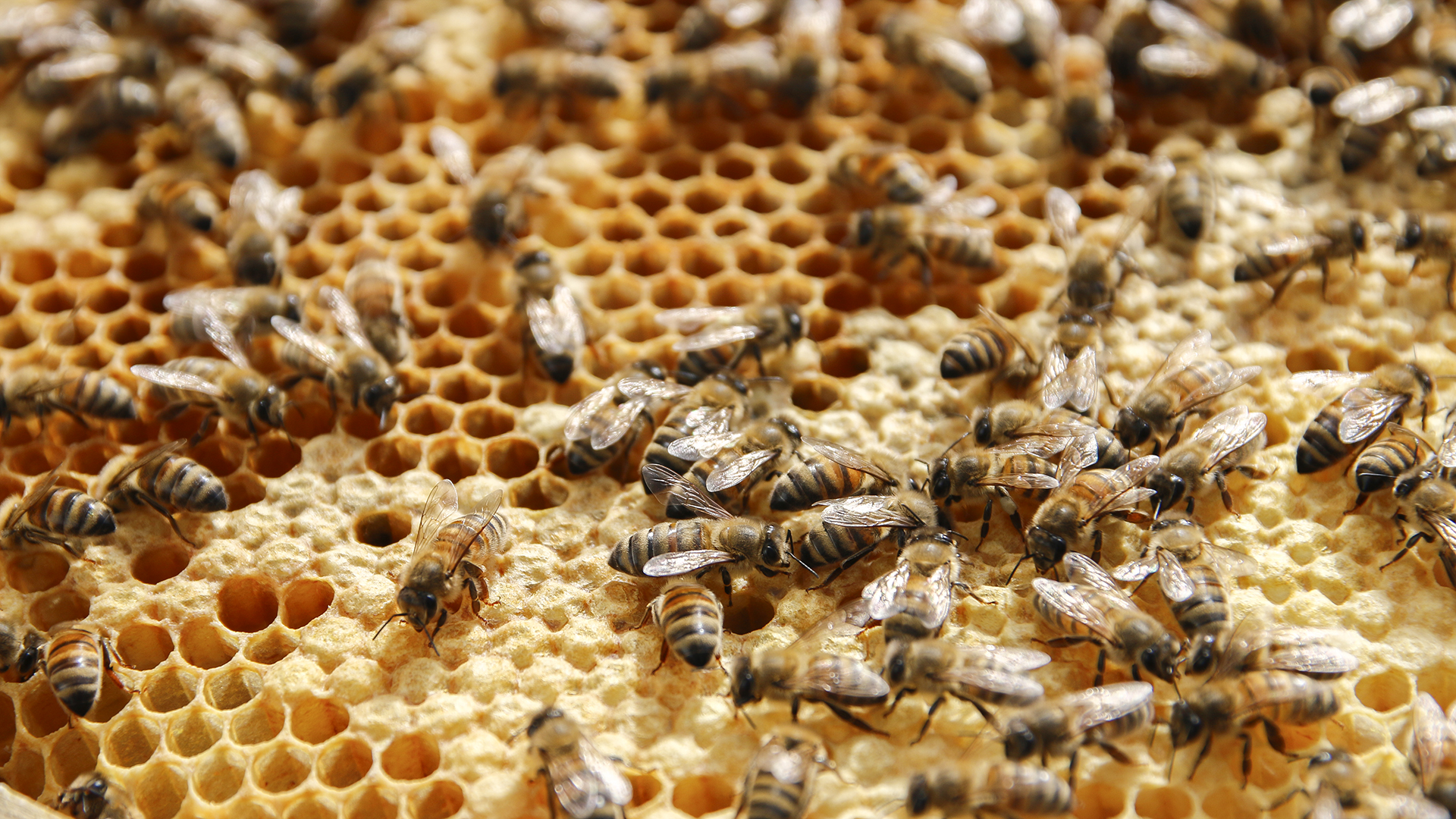 Bienenseminar mit Verkostung für 2 Bühl