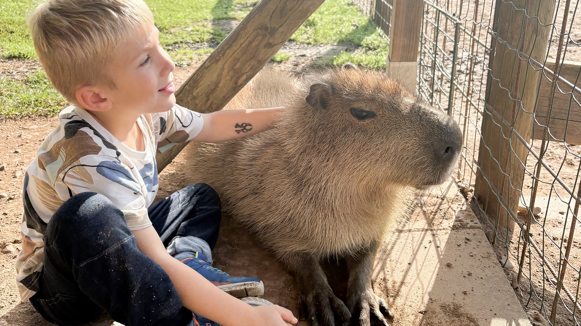 Capybara streicheln Wulften für 2