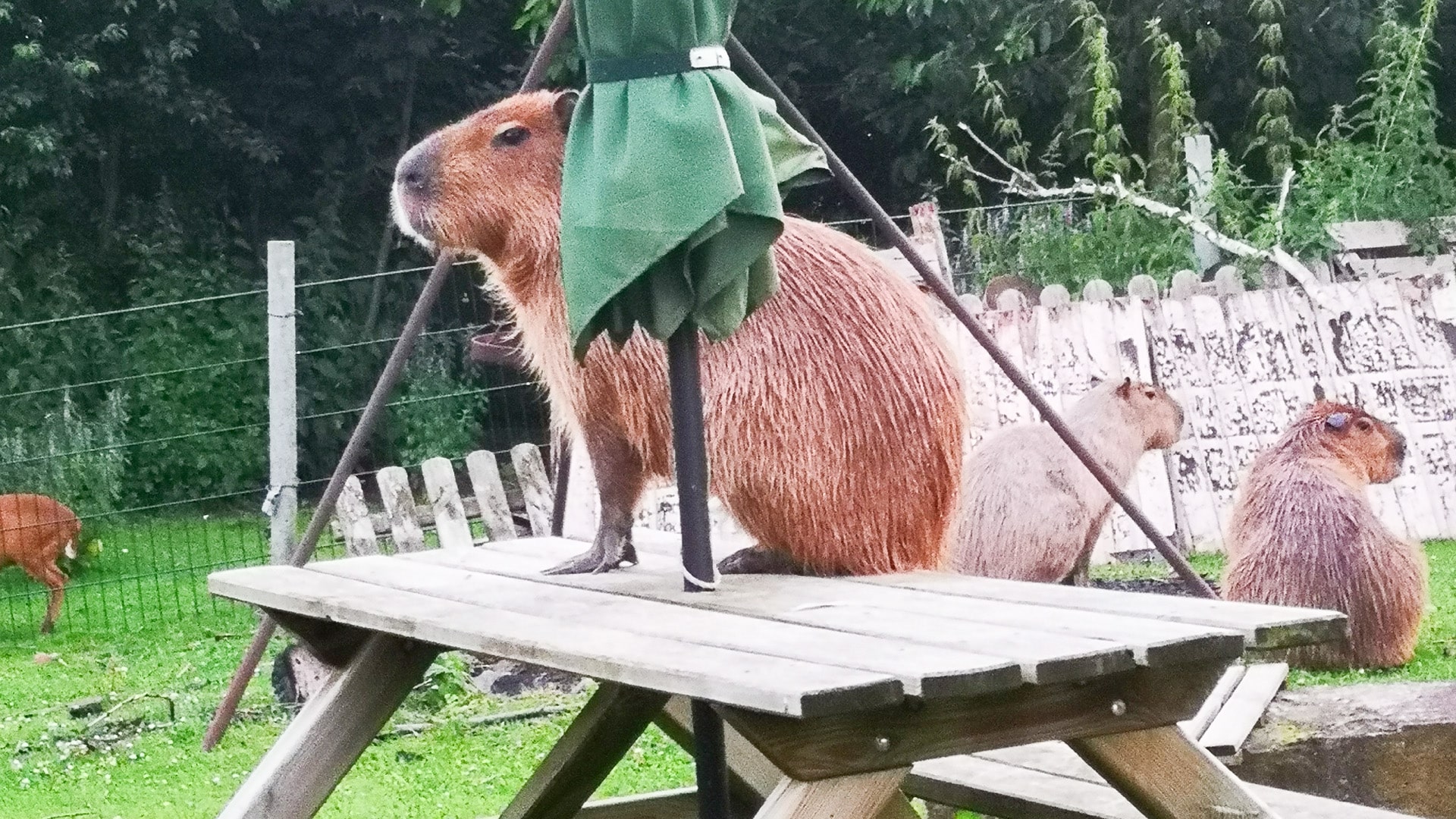 Capybara streicheln Wulften