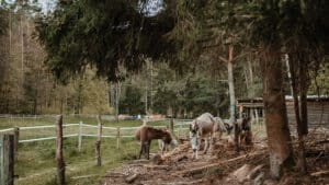 Eselwanderung Dahn (4 Std.)