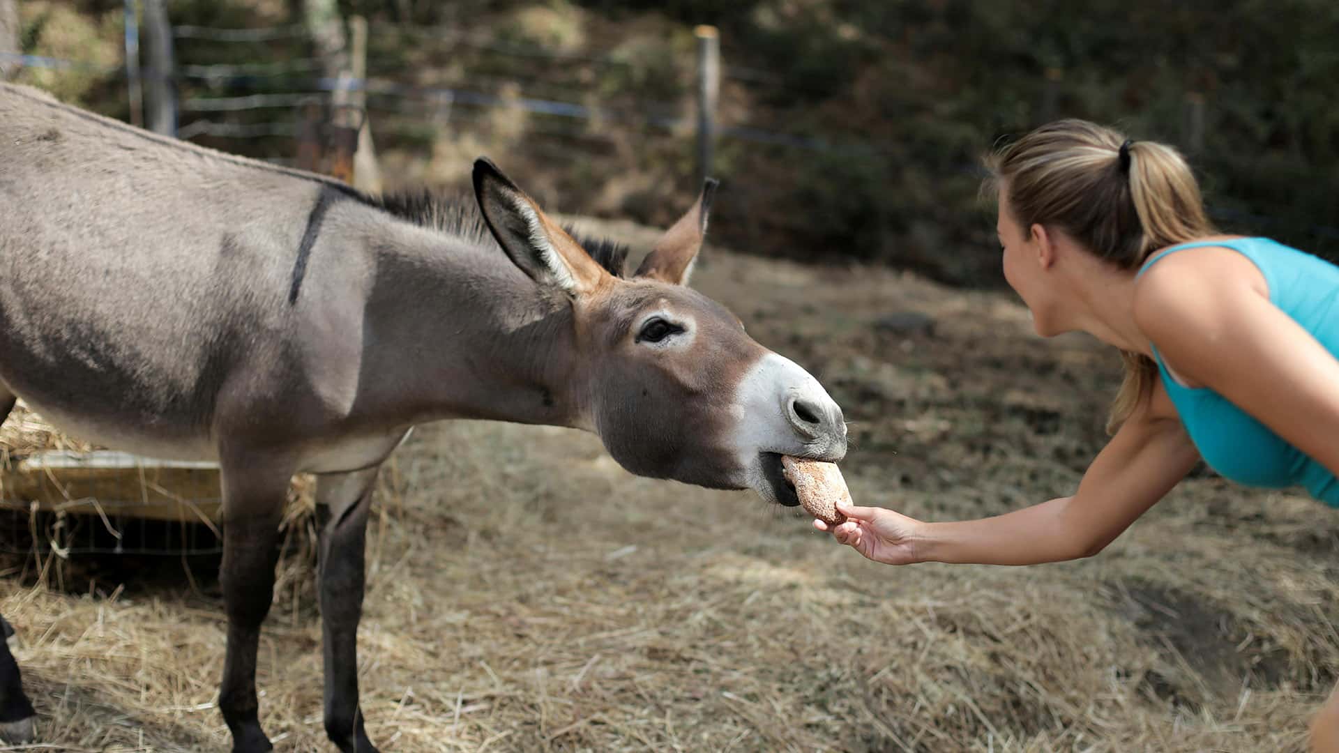 Eselwanderung für 2 Hirschburg