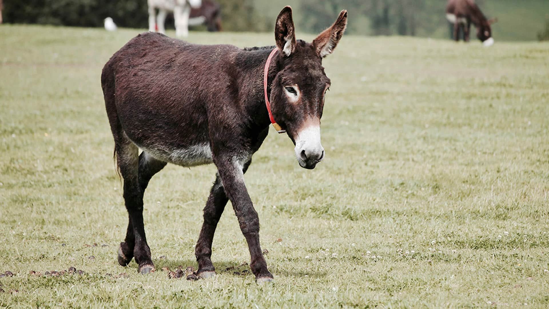 Eselwanderung für 2 Kuhlen-Wendorf