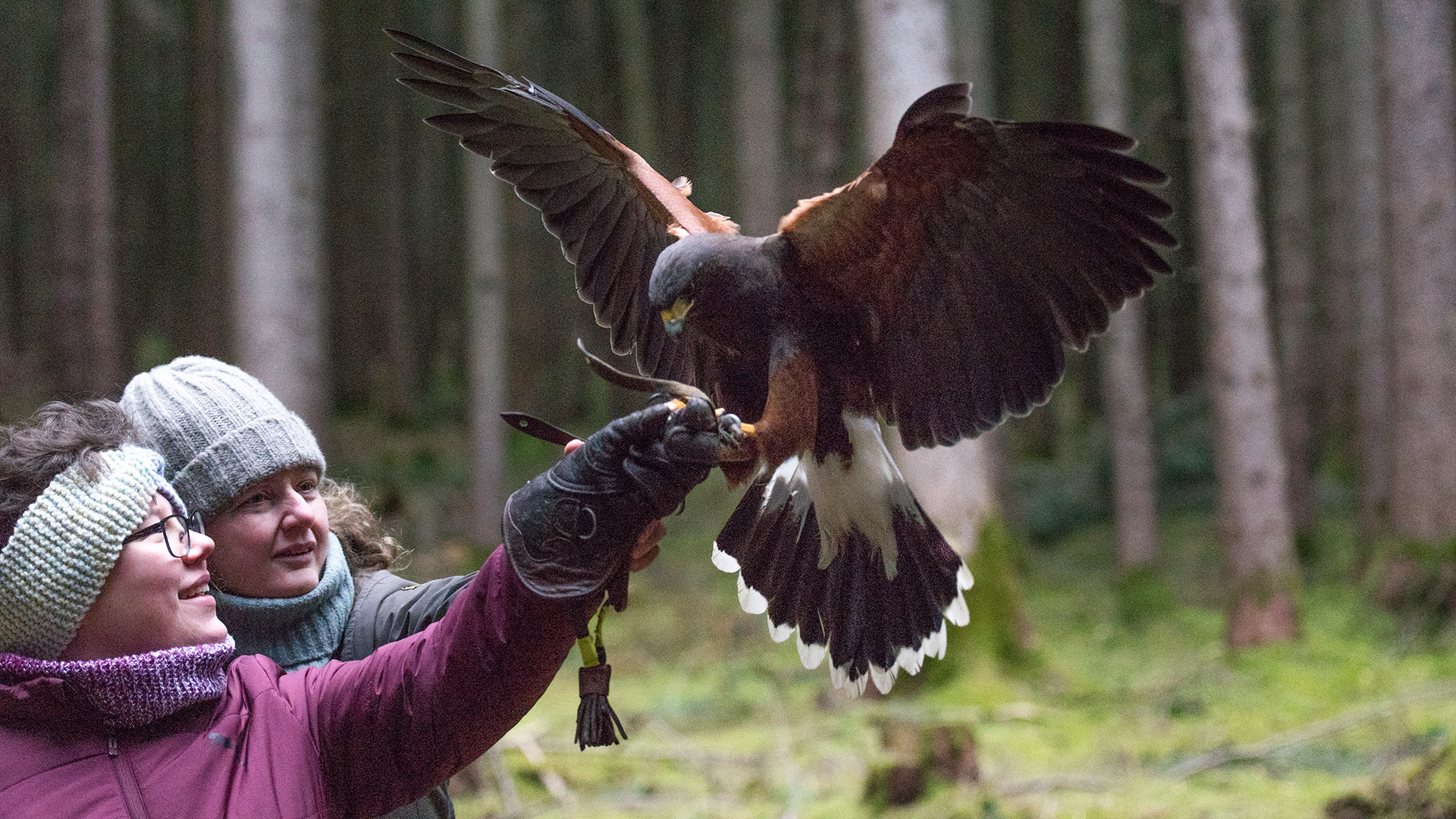 Falkner Erlebnis Streitheim