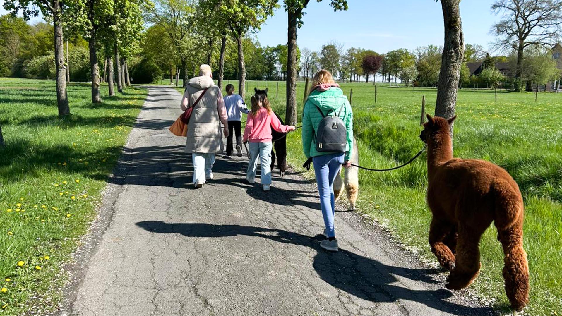 Feierabend-Walk mit Alpakas für 2
