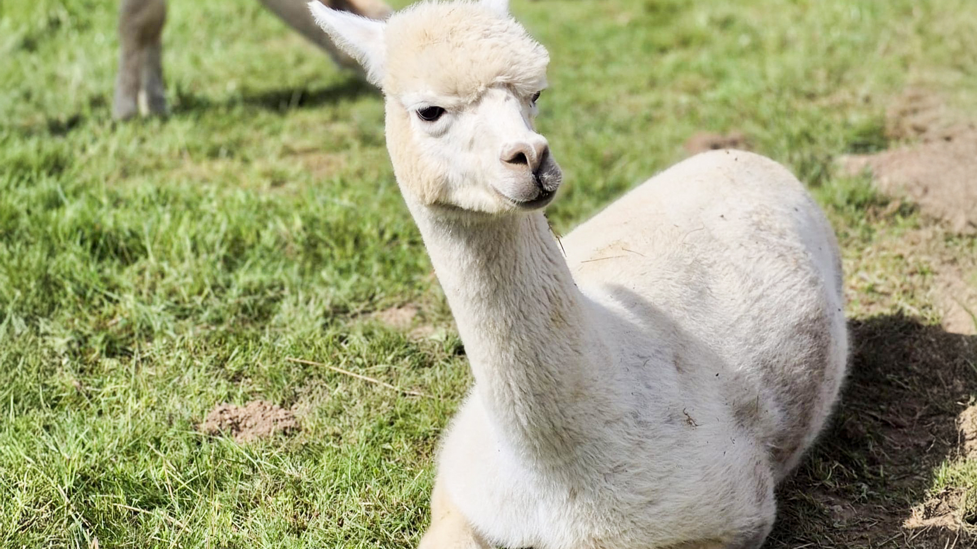 Filzen mit Alpaka Erlebnis in der Eifel