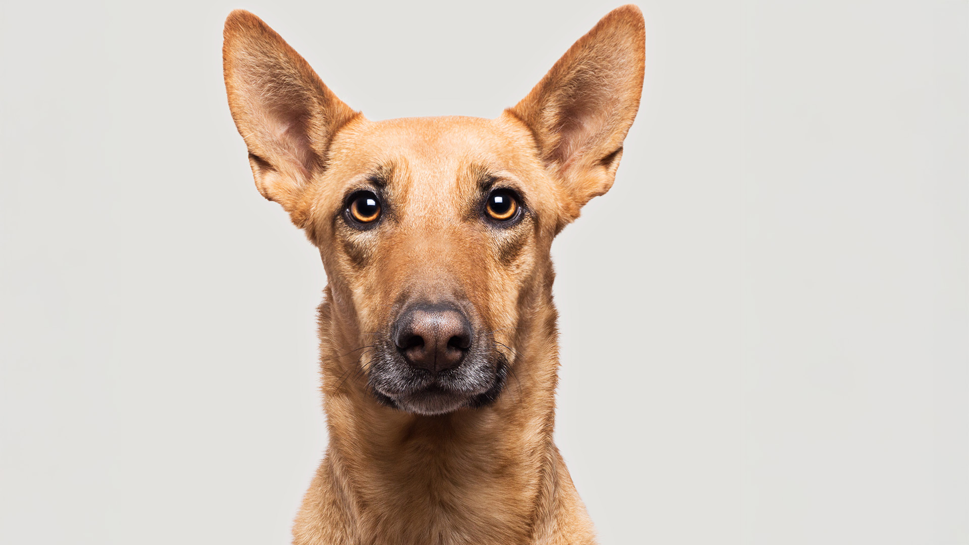 Haustier Fotoshooting Düsseldorf
