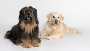 Hunde Fotoshooting Augsburg