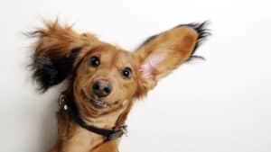 Hunde Fotoshooting Oldenburg