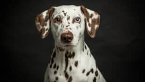 Hunde Fotoshooting Seevetal