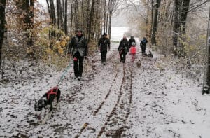 Husky Trekking Neumarkt in der Oberpfalz