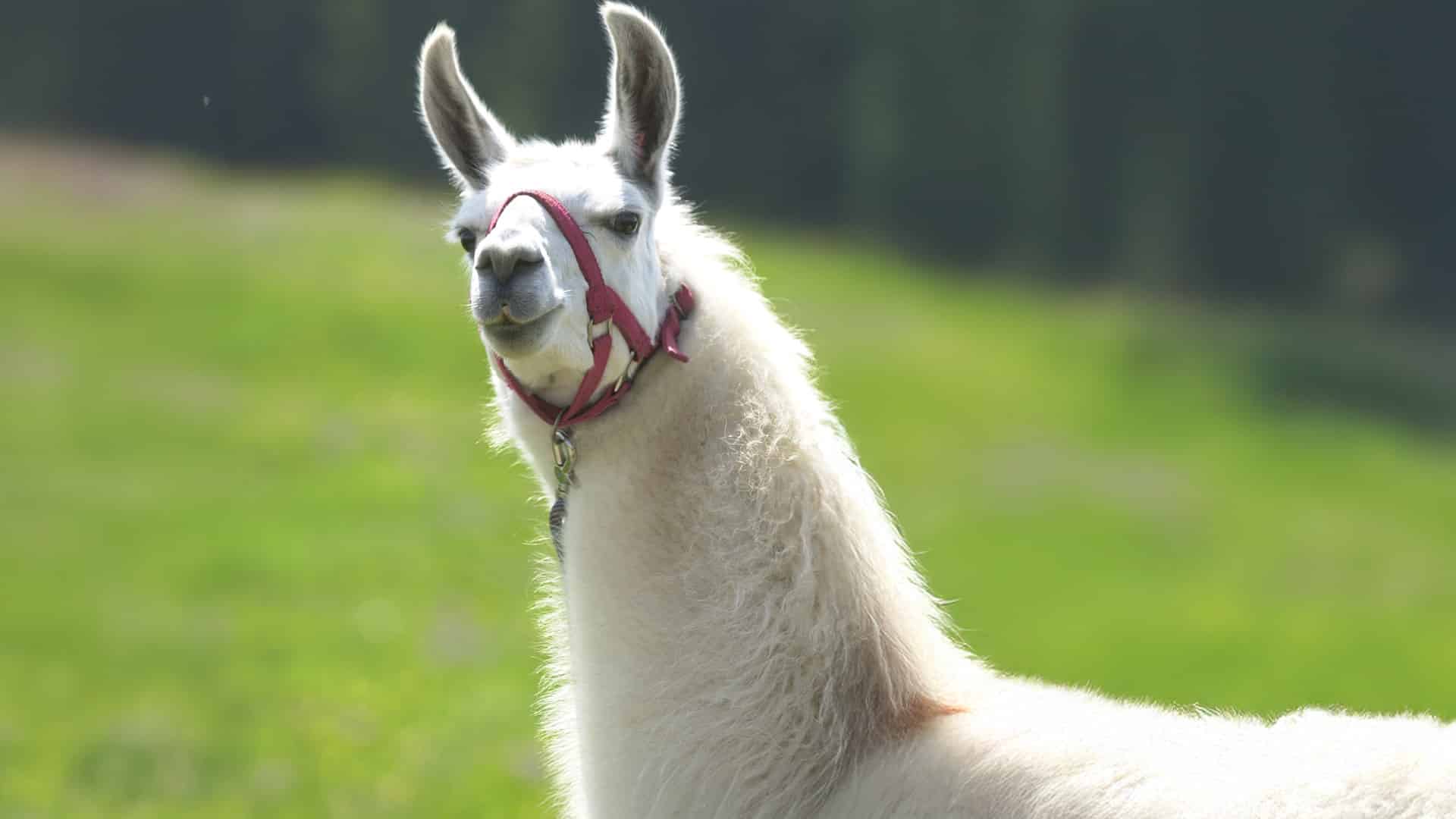 Lama-Trekkingtour Poppenhausen