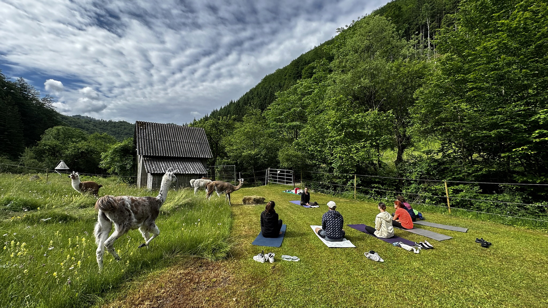 Lama Wanderung mit Yoga & Brunch