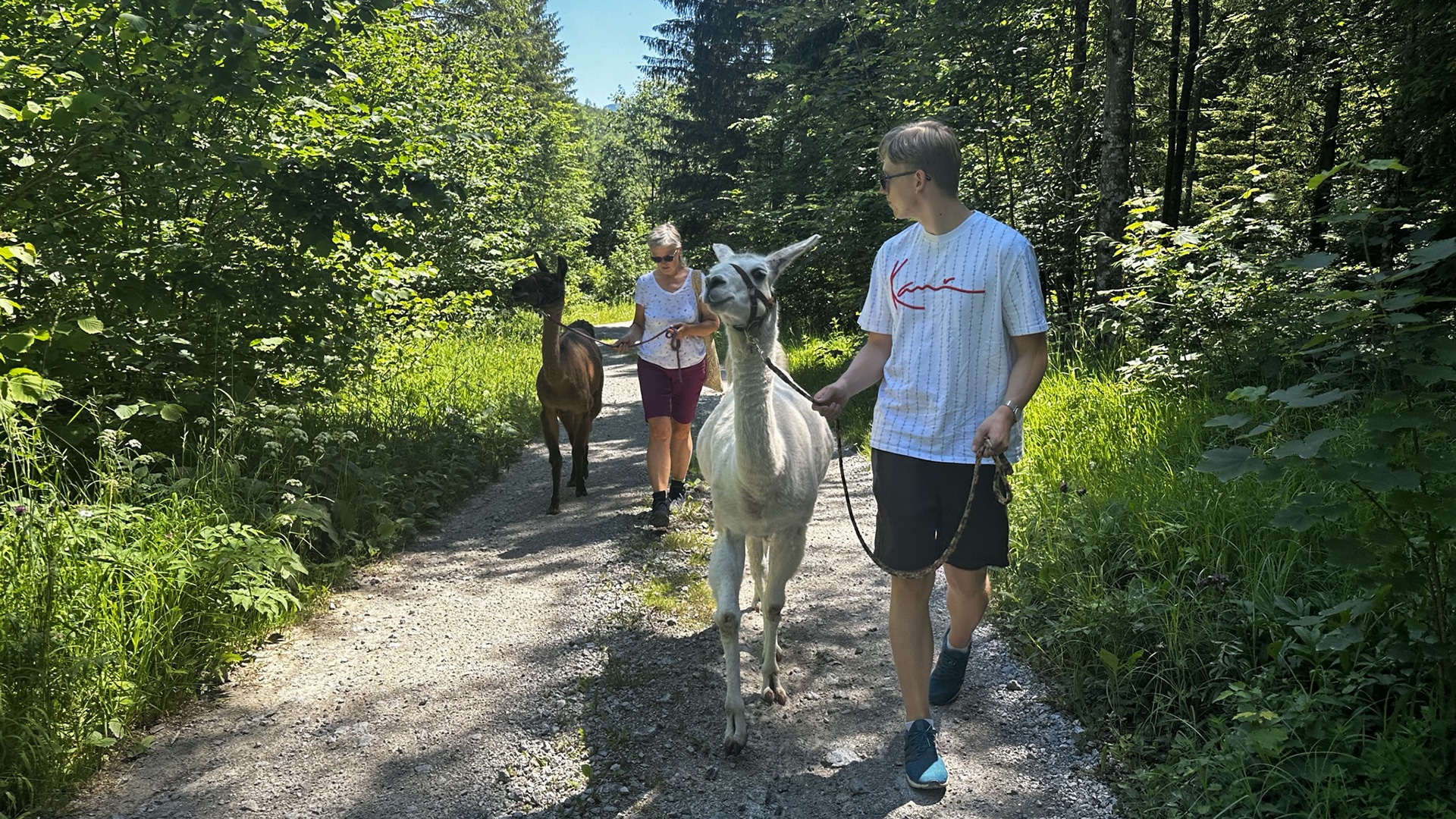 Lamawanderung mit Picknick Molln für 2