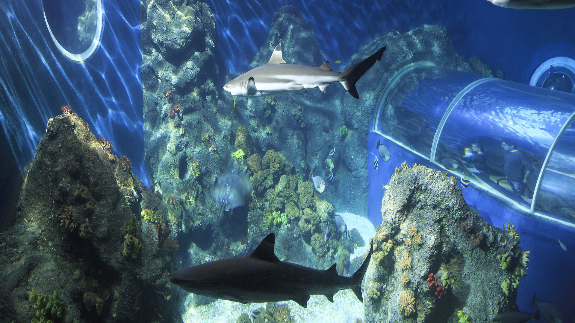 Sea Life Konstanz (Kinder-Ticket)