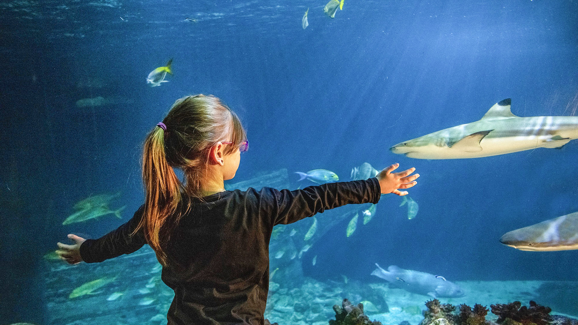 Sea Life München (Kinder-Ticket)