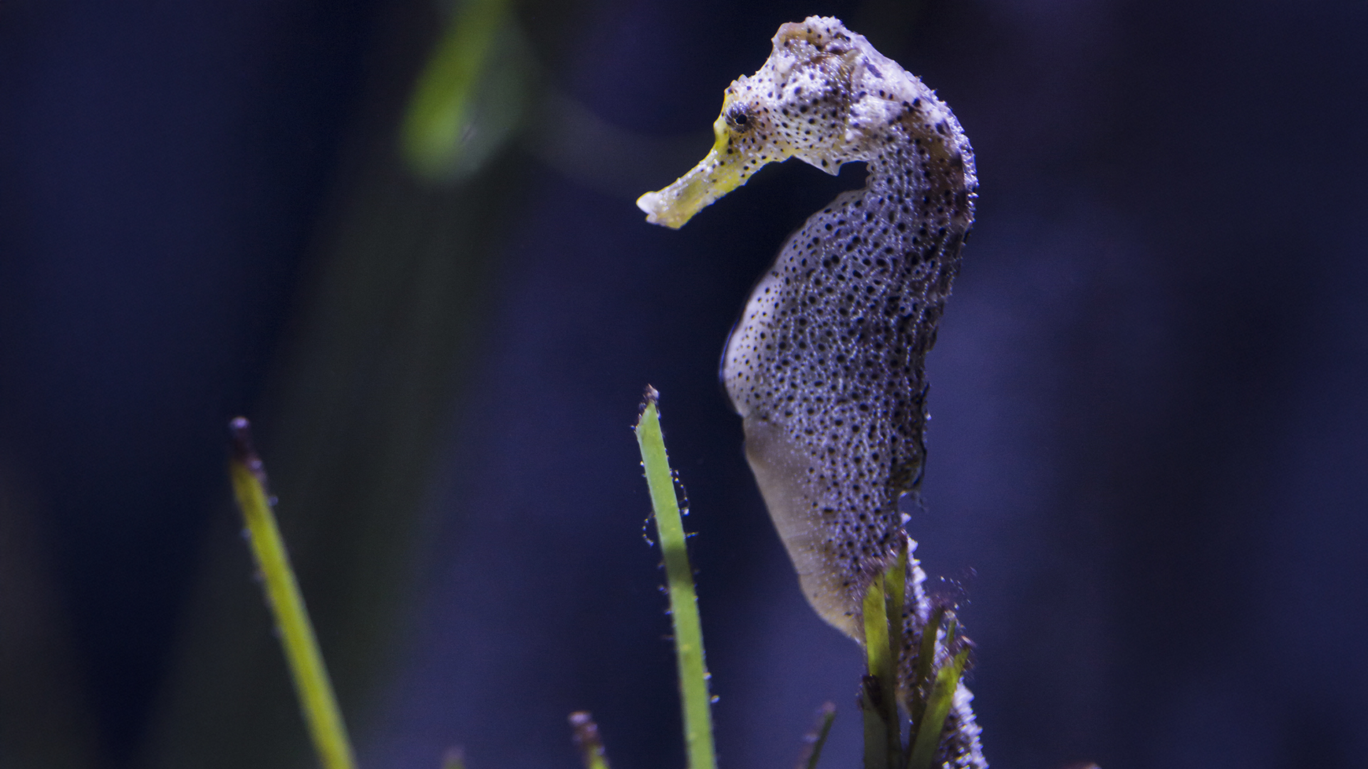 Sea Life Timmendorfer Strand