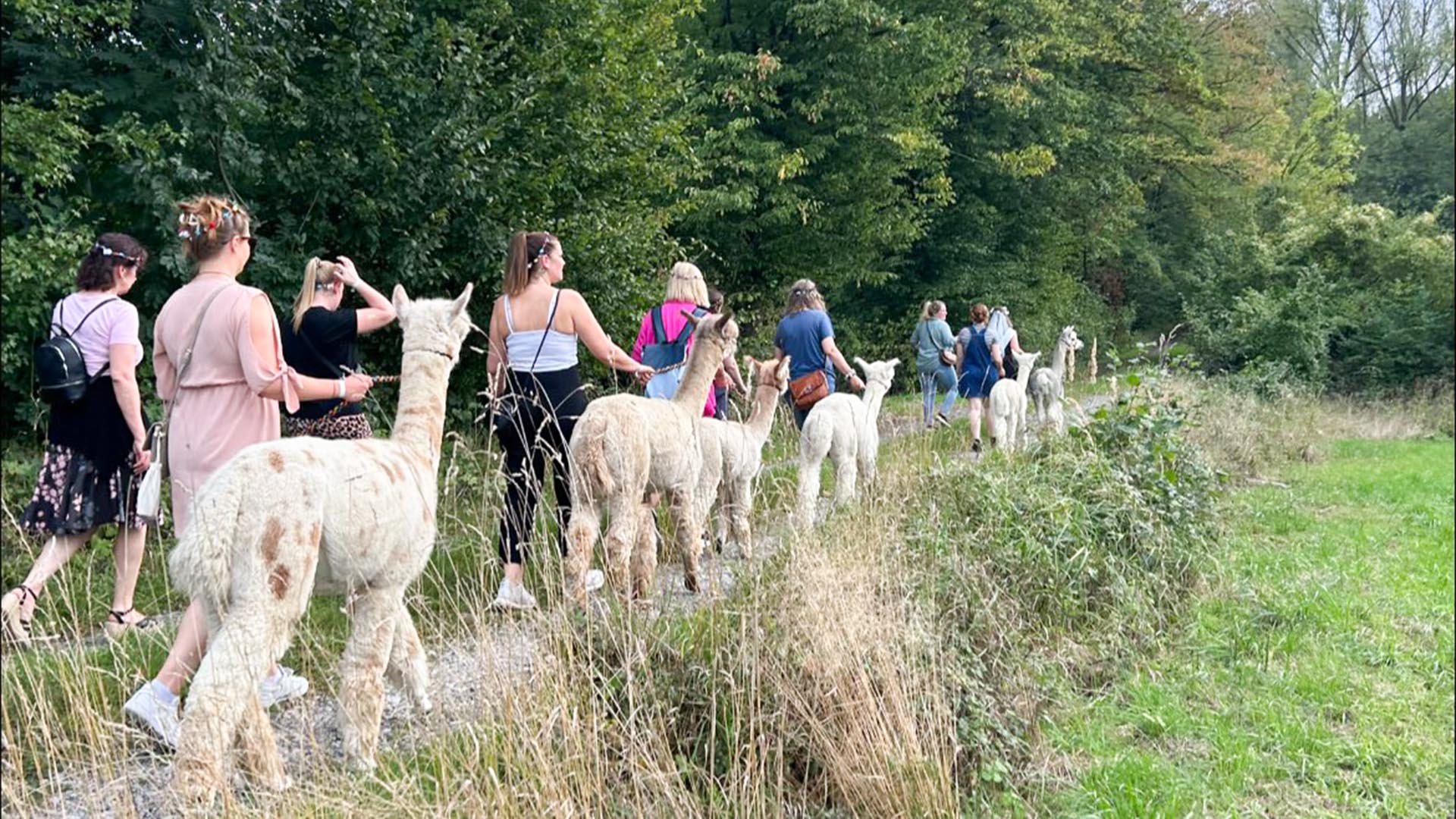 Single-Wanderung mit Alpakas