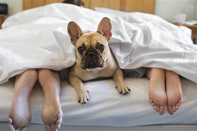 Urlaub mit Hund im Schloss für 2 (2 Nächte)