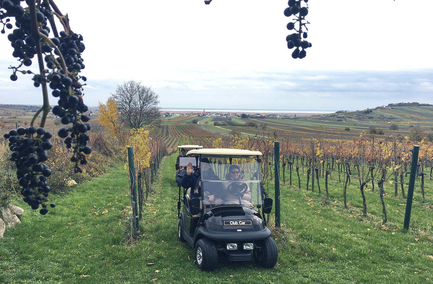 Weinbergsrundfahrt Jois (2 Stunden)