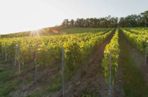 Weinbergwanderung Ulsenheim mit Verkostung und Brotzeit