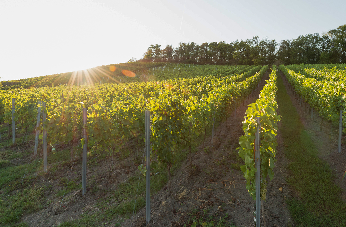 Weinbergwanderung Ulsenheim mit Verkostung und Brotzeit
