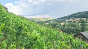 Weinwanderung Freyburg